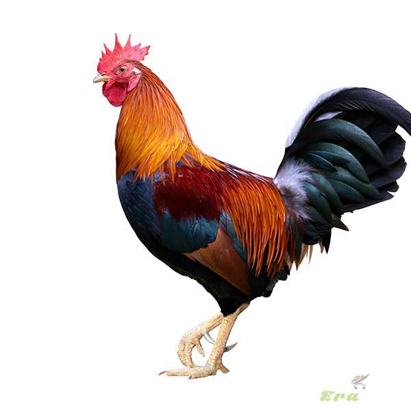 Deshi Chicken: live (দেশি মুরগি: জীবন্ত) Deshi Chicken: live (দেশি মুরগি: জীবন্ত)